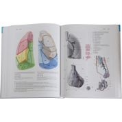 Anatomie 2 (Radomír Čihák) Anatomie 2 (Radomír Čihák)